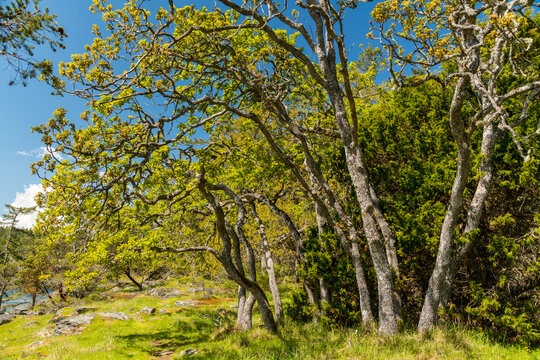 Canada, BC, Saltspring Island, Ruckle Park.  Gnarled gary oak (Quercus garryana) trees on the shore of the Strait of Georgia.  