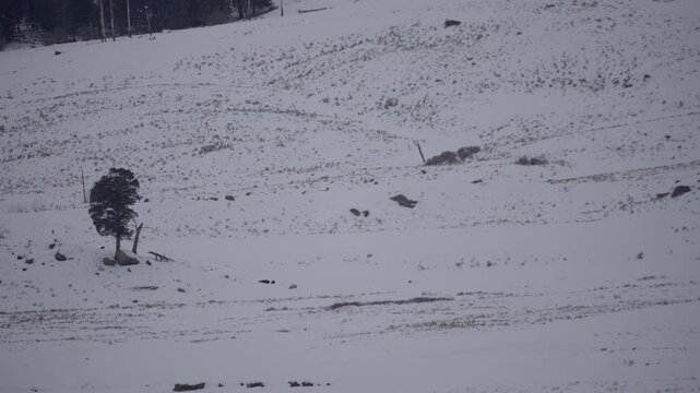 Wolfpack in winter in Yellowstone