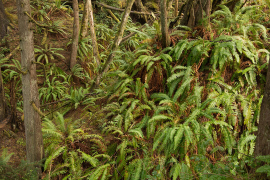 USA, WA, Olympic Peninsula.  Landscape at South Beach campsite in Olympic National Park