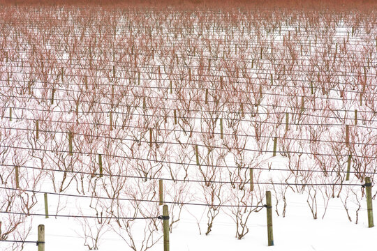 Canada, BC, Abbotsford.  Farm fields with blueberry bushes dormant in the winter.  Snow covers the ground.