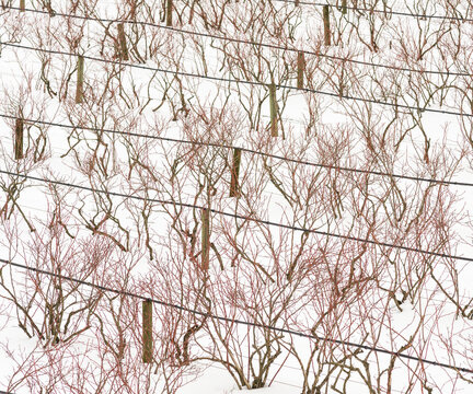 Canada, BC, Abbotsford.  Farm fields with blueberry bushes dormant in the winter.  Snow covers the ground.
