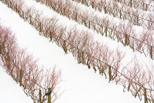 Canada, BC, Abbotsford.  Farm fields with blueberry bushes dormant in the winter.  Snow covers the ground.
