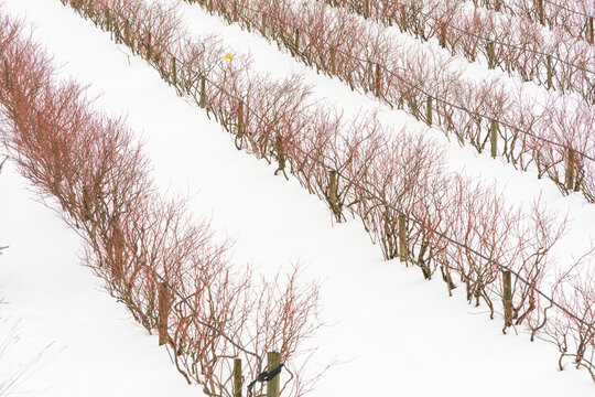Canada, BC, Abbotsford.  Farm fields with blueberry bushes dormant in the winter.  Snow covers the ground.
