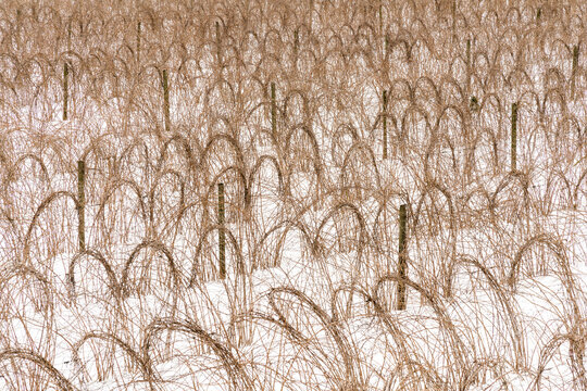 Canada, BC, Abbotsford.  Farm fields with raspberry canes tied up for the winter.  Snow covers the ground.