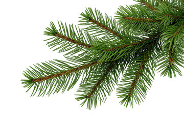 Fir branch with green needles, creating a festive border or corner decoration on transparent background
