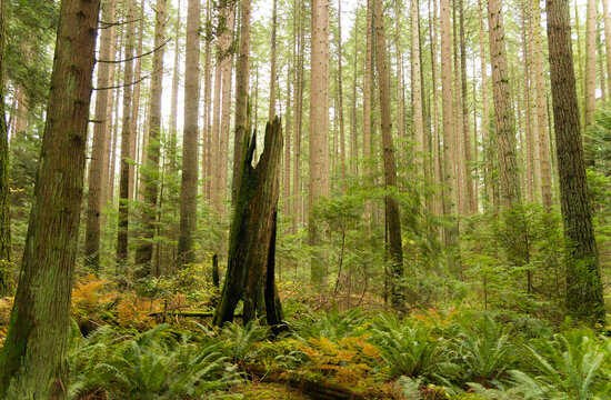 Canada, BC, Vancouver.  The remains of a long-dead tree stump, in the west coast temperate rainforest at Pacific Spirit Park.  Near the University of British Columbia.