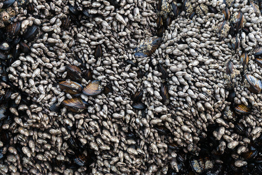 USA, Washington State, Olympic Peninsula.  Gooseneck barnacles, crustaceans and mussels, on the  rocky shore of Olympic National Park.  Intertidal zone on the Pacific Coast 