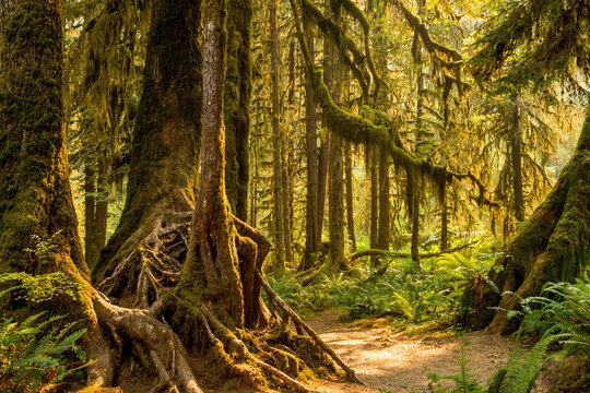 USA, WA, Olympic National Park.  Dense temperate rainforest in the interior of the Olympic Peninsula