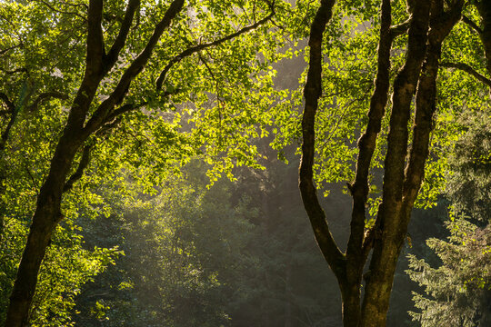 USA, OR, Florence. Forest foliage at Rock Creek.