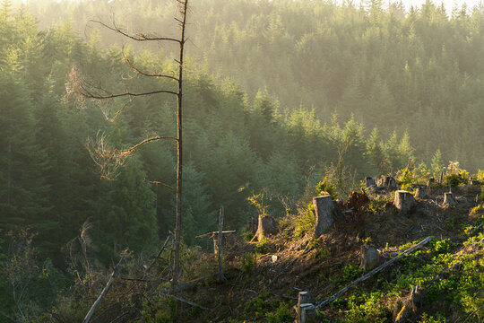 USA, OR, Coos Bay.  Forest Industry clearcut.  Trees recently harvested to make lumber and paper products.  New growth emerging in the background.