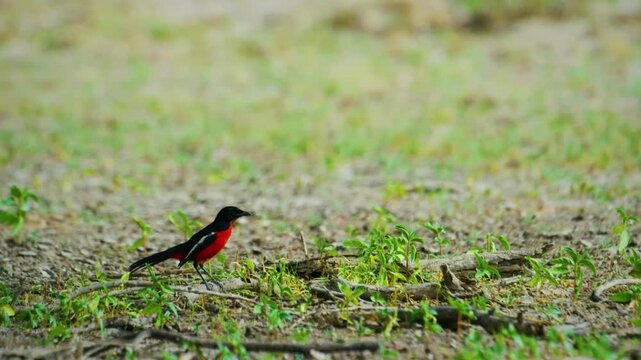 The crimson-breasted shrike (Laniarius atrococcineus) or the crimson-breasted gonolek or the crimson-breasted boubou, is a southern African bird. 