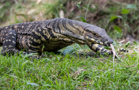 Lace Monitor on the hunt