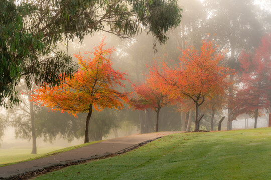 Autumn colours on a foggy morning