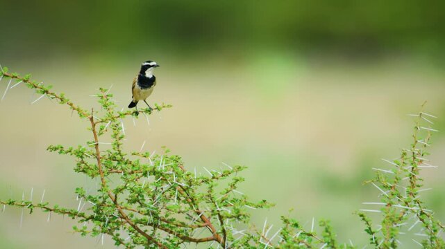 The capped wheatear (Oenanthe pileata ) is a small insectivorous passerine bird that was formerly classed as a member of the thrush family Turdoide.