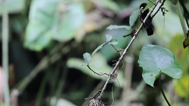 The blue-billed malimbe or Gray's malimbe (Malimbus nitens) is a species of bird in the family Ploceidae. This photo was taken in Ankasa National Park, Ghana.