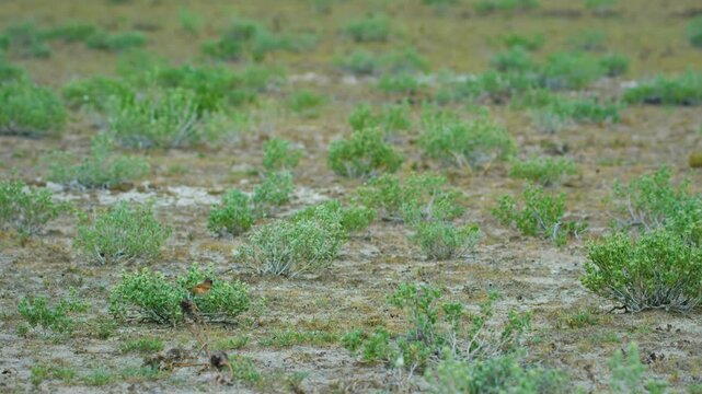 capped wheatear (Oenanthe pileata ) Foraging in central kalahari game reserve, Africa. 