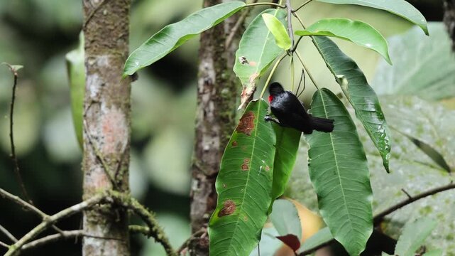 The blue-billed malimbe or Gray's malimbe (Malimbus nitens) is a species of bird in the family Ploceidae. This photo was taken in Ankasa National Park, Ghana.