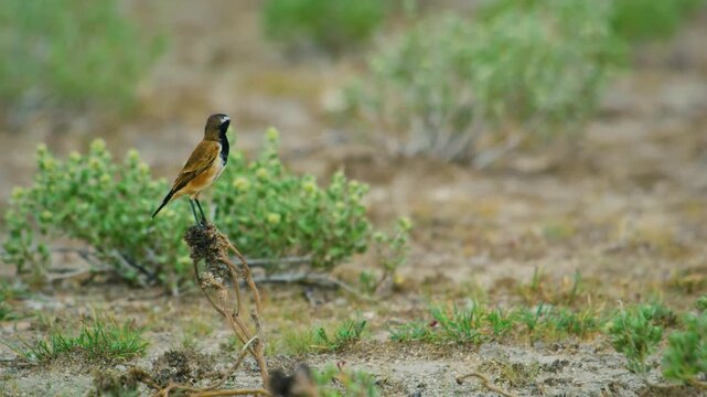 A capped wheatear (Oenanthe pileata) Foraging in Serengeti national park of tanzania, africa. 