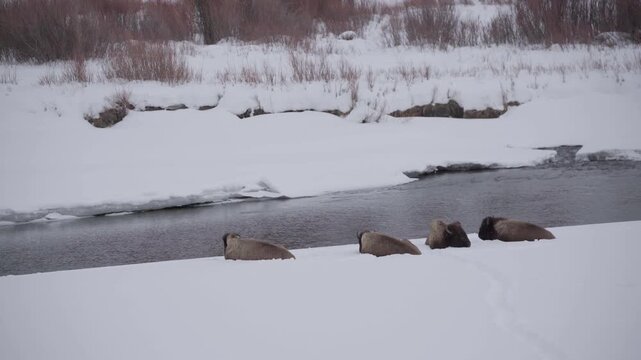 Pan to four bison in snow by river 
