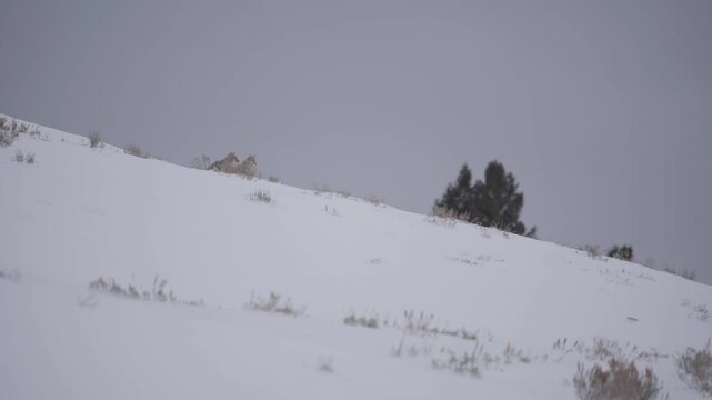 Two Coyotes sitting on snowy hillside 