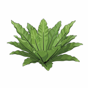 A lush, green bird's nest fern illustration with ruffled, lance-shaped leaves forming a rosette. Isolated on a white background.