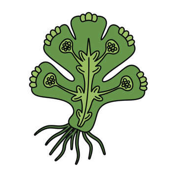Stylized green illustration of a liverwort plant, possibly Marchantia, showing a lobed thallus with rhizoids and reproductive structures like gemma cups.