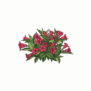 A vibrant illustration of a flowering plant featuring a cluster of pink-red, bell-shaped blossoms and lush green leaves on a white background.