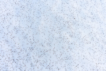 Obraz premium Snow surface covered with scattered spruce needles forming natural winter texture in forest.