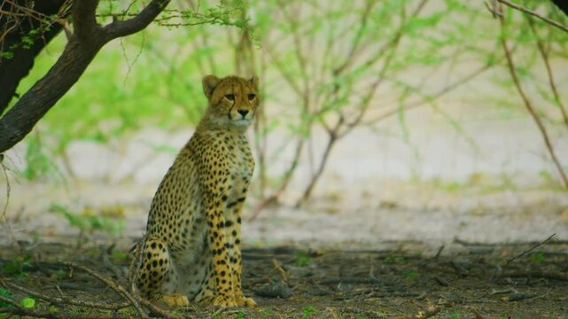 epic shot of a male African leopard standing on grass in the forest.
