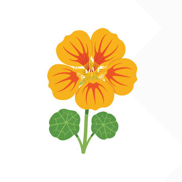 A bright orange nasturtium flower illustration with red markings, a green stem, and two circular green leaves, set against a clean white background.