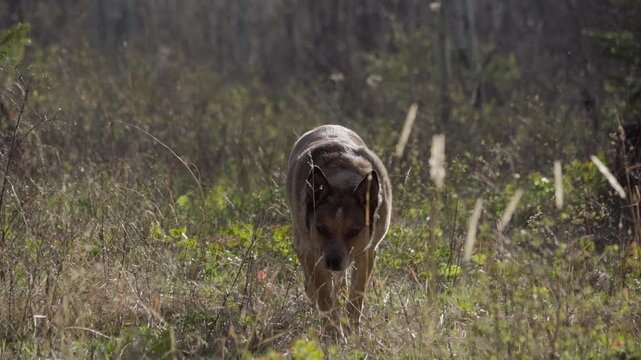 Cattle dog walking through grass in slow motion 