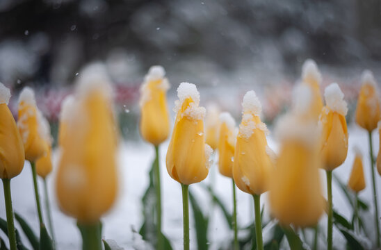 Yellow tulips covered with fresh white snow in early spring garden.Close-up of bright yellow tulip flowers blooming in a garden during a sudden late spring snowfall. 