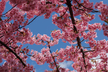 青空と桜