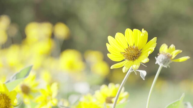 Yellow wildflower 