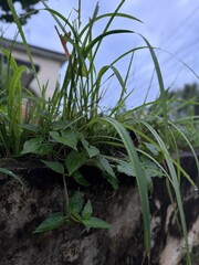 Obraz premium green plant in the field