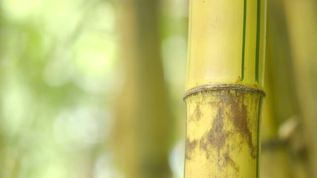 Close-up of yellow bamboo stalks in a lush forest with a soft blurred green background. Zen and peaceful nature concept.