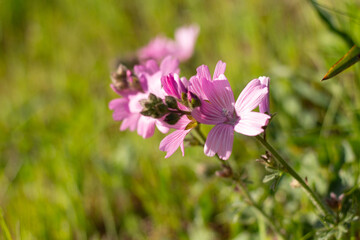 Musk Mallow