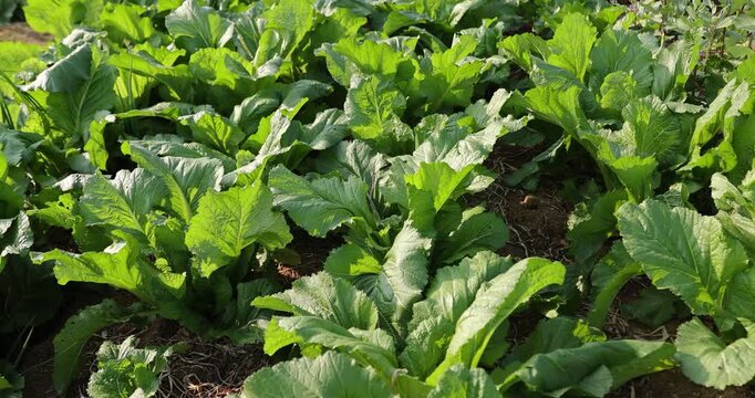 Brassica juncea crops in growth at the vegetable garden