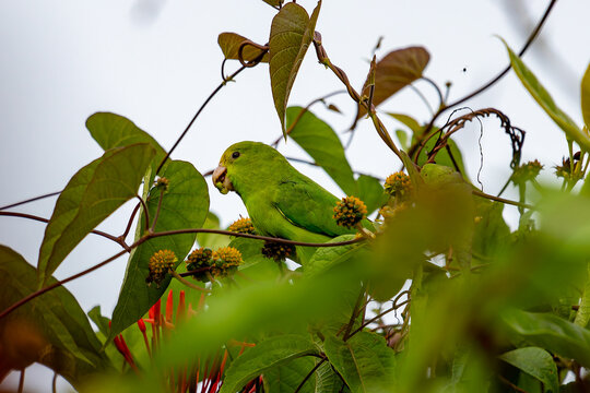 Forpus passerinus green-rumped parrotlet perched on a branch surrounded by leaves and yellow flowers in French Guiana, South America.