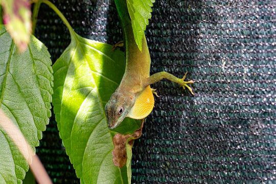 Anolis marmoratus lizard displaying its vibrant yellow dewlap on a green leaf in French Guiana, South America