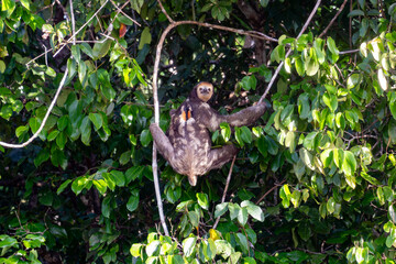 Male pale-throated sloth (Bradypus tridactylus) with orange dorsal speculum, climbing in the canopy of French Guiana © Valentin