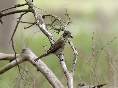 Grey Butcherbird (Cracticus torquatus) perched on a paperbark tree branch in a wetland forest.