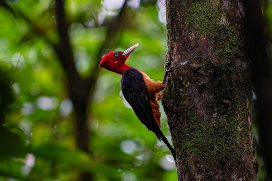 Red-necked Woodpecker (Campephilus rubricollis) on a mossy tree trunk, foraging in the lush Amazon rainforest of French Guiana. Vibrant wildlife photo
