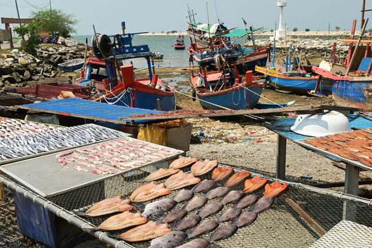 Fish are sun-dried on nets outdoors, with fishing boats anchored far away, at Ban Amphoe beach.