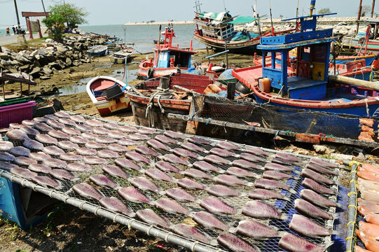 Fish are sun-dried on nets outdoors, with fishing boats anchored far away, at Ban Amphoe beach.