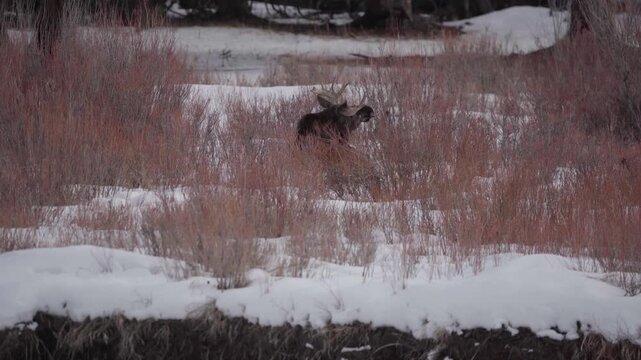 Young bull moose gets up in winter marsh 