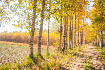 Obraz premium Golden Birch Forest on an Autumn Morning in Huangyuan County, Qinghai, China