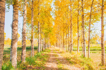 Fototapeta premium Golden Birch Forest on an Autumn Morning in Huangyuan County, Qinghai, China