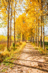 Obraz premium Golden Birch Forest on an Autumn Morning in Huangyuan County, Qinghai, China