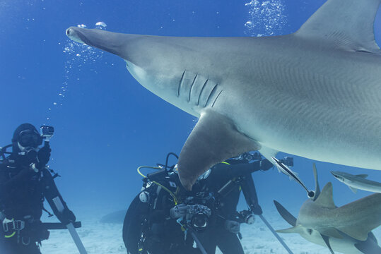 Hammerhead shark swimming over scuba divers and photographers in clear water on boat adventure dive